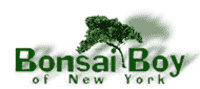 Bonsai Boy